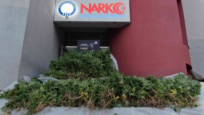 Mısır Tarlasında 477 Kök Hint Keneviri Ele Geçirildi