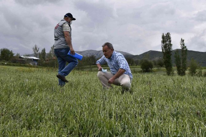 Tokat’ta Dolu Yağışı Ekili Tarım Arazilerini Vurdu