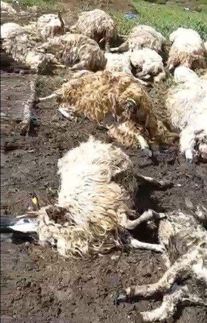 Tokat’ta Gök Gürültüsünden Ürken 55 Koyun Telef Oldu