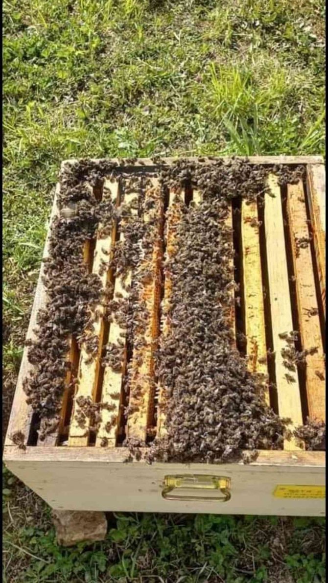 Kovanların Ağzının Kapatıp Yüzbinlerce Arıyı Telef Ettiler