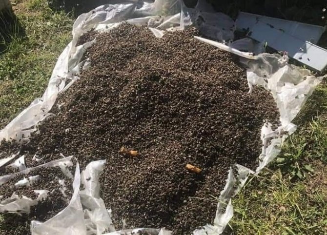 Kovanların Ağzının Kapatıp Yüzbinlerce Arıyı Telef Ettiler