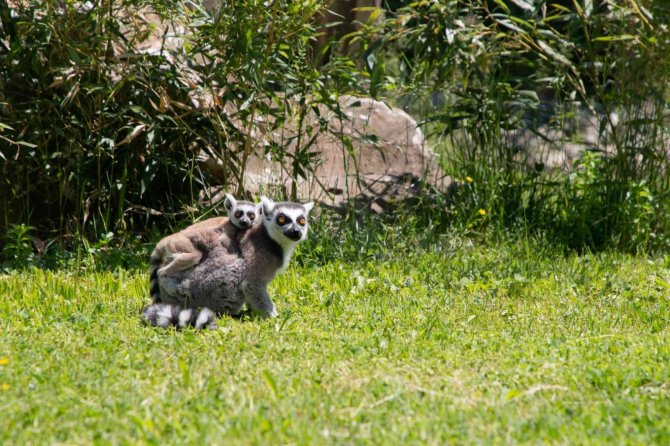 Yavru Lemur Ormanya Ailesine Katıldı