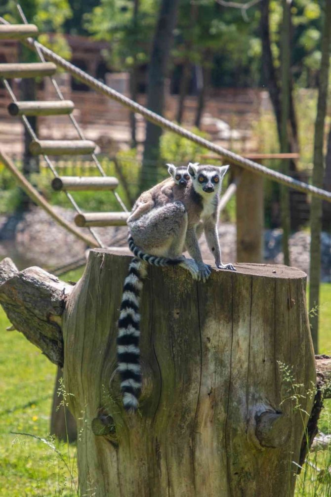 Yavru Lemur Ormanya Ailesine Katıldı