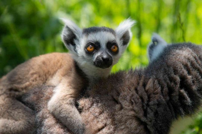 Yavru Lemur Ormanya Ailesine Katıldı