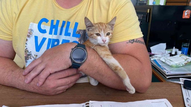 Otomobilin Çarptığı Kedi Yaşam Savaşı Veriyor, Ameliyat Olmazsa Hayatını Kaybedecek