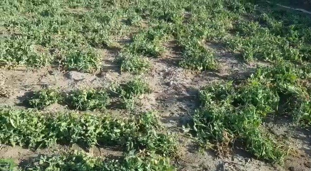 Sel Ve Dolunun Vurduğu Köyde Tarım Arazileri Zarar Gördü