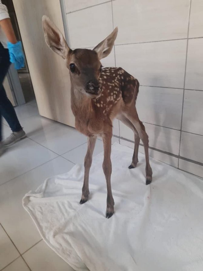 Annesinin Terk Ettiği Yavru Kızıl Geyik Koruma Altına Alındı
