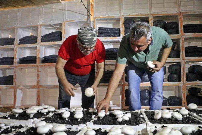 Yaz Ayları Fırın Gibi Olan Cam Serada, Soğutucu Klima Olmadan Kültür Mantarı Yetiştirdiler