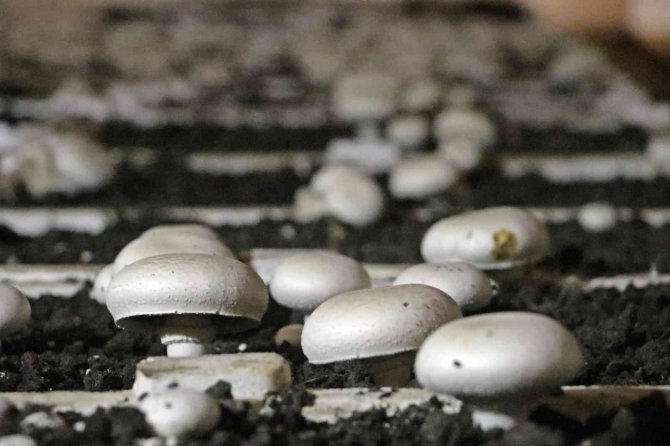 Yaz Ayları Fırın Gibi Olan Cam Serada, Soğutucu Klima Olmadan Kültür Mantarı Yetiştirdiler