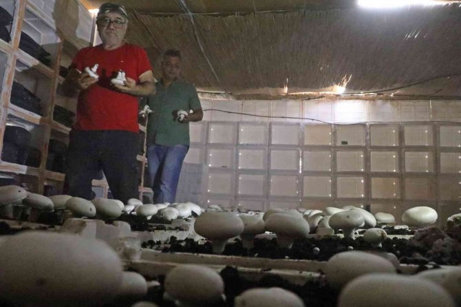 Yaz Ayları Fırın Gibi Olan Cam Serada, Soğutucu Klima Olmadan Kültür Mantarı Yetiştirdiler