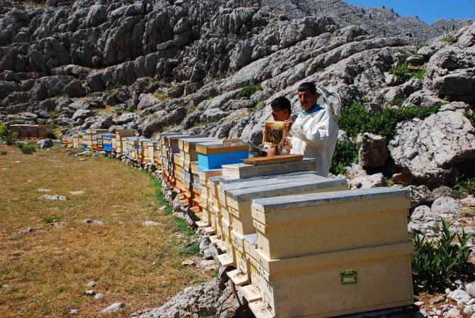 Kovanlar Ağustos Ayındaki Hasat İçin 2 Bin Rakımlı Yaylalarda Yerini Aldı
