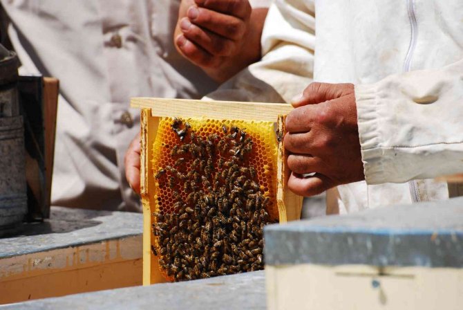 Kovanlar Ağustos Ayındaki Hasat İçin 2 Bin Rakımlı Yaylalarda Yerini Aldı