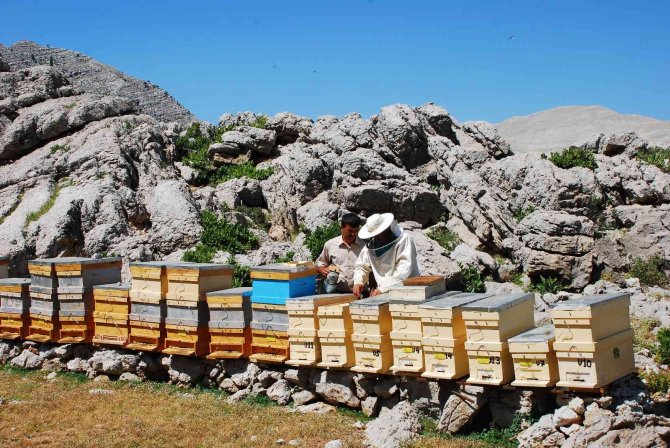 Kovanlar Ağustos Ayındaki Hasat İçin 2 Bin Rakımlı Yaylalarda Yerini Aldı