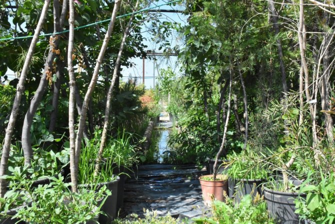 Cumhuriyet Çiftlikleri Projesi İle Ata Tohumları Hayat Buluyor