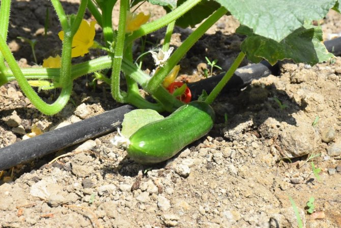 Cumhuriyet Çiftlikleri Projesi İle Ata Tohumları Hayat Buluyor