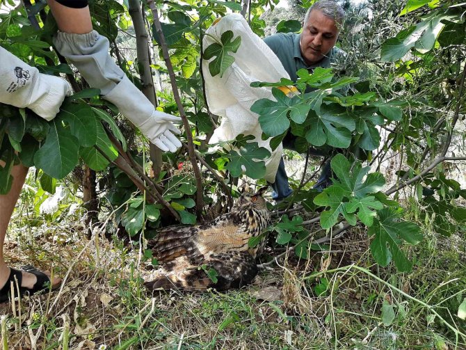 Yaralı Puhu Kuşunu Nefes Kesen Operasyonla Kurtardılar