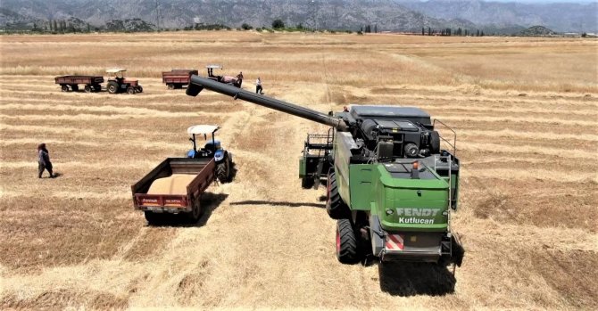 Antalya’da Buğday Hasadı Başladı