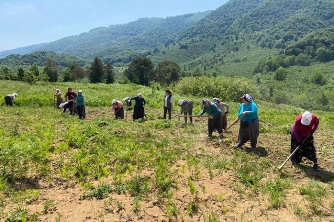Aromatik Bitki Bahçelerine Anne Eli Değdi