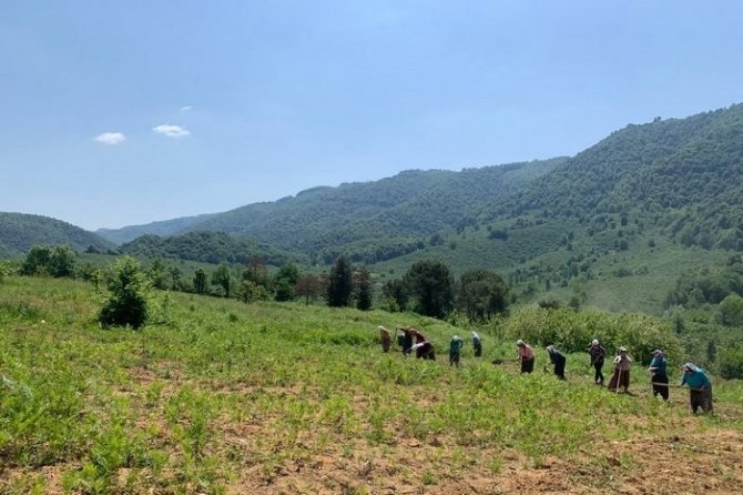 Aromatik Bitki Bahçelerine Anne Eli Değdi