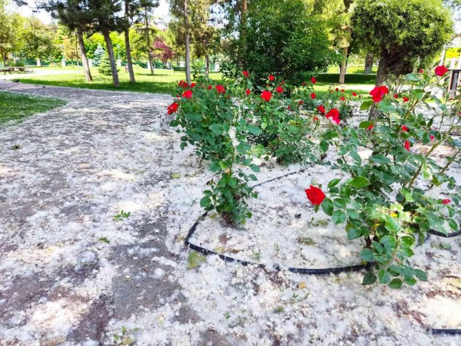 Kanlıkavak Parkı’nda İlginç Polen Örtüsü