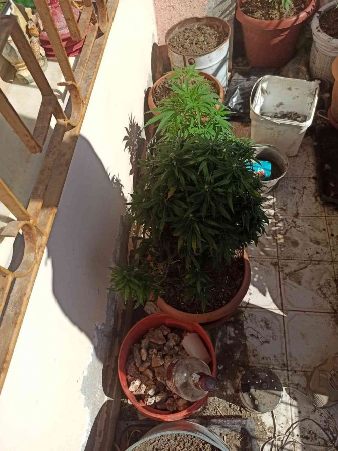 Hatay’da Uyuşturucu Operasyonu