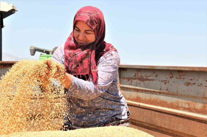 Antalya’da Buğday Hasadı Başladı