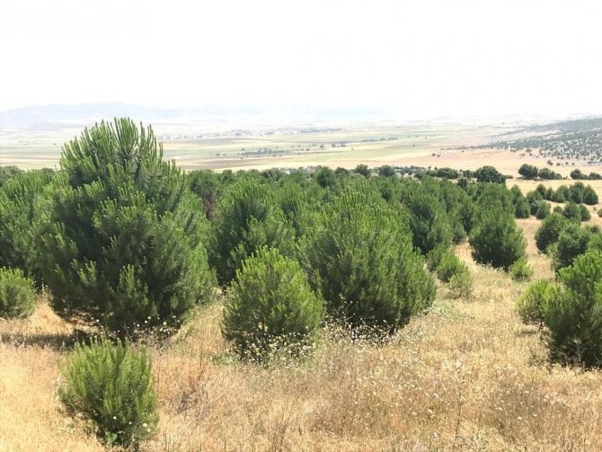 Kilis’te Ağaçlandırma Çalışmaları Sürüyor