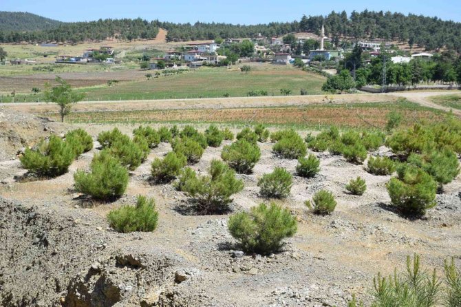 Kilis’te Ağaçlandırma Çalışmaları Sürüyor