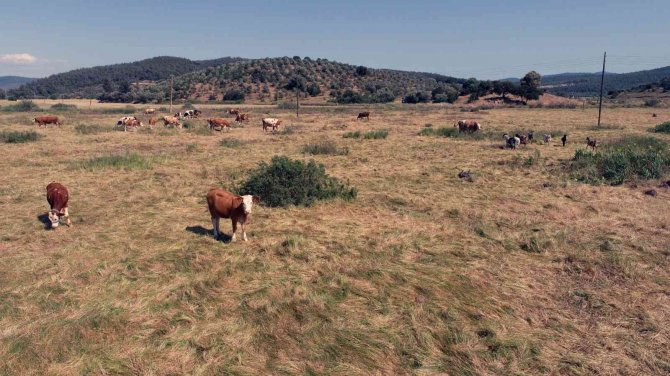 Muğla’da 4 Yılda 19 Bin Dekar Mera Islahı Yapıldı