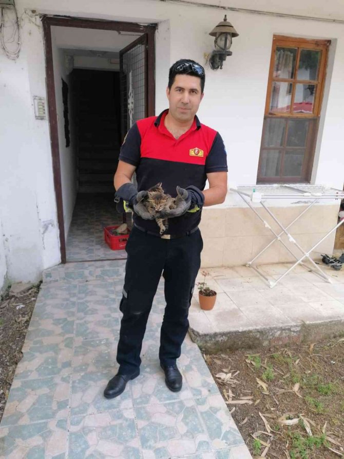 Muğla’da Kedi Operasyonu