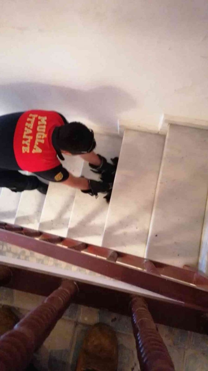 Muğla’da Kedi Operasyonu