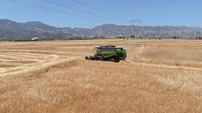 Antalya’da Buğday Hasadı Başladı