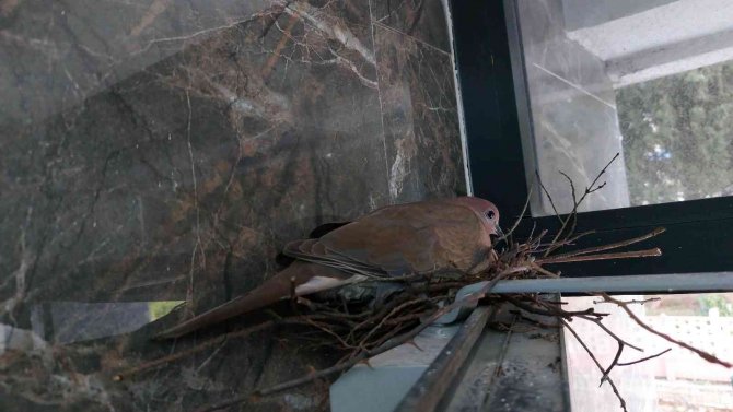 Öğrencilerin ‘Kumru Yuvası’ Hassasiyeti