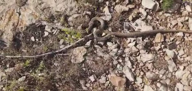 Siirtli Çiftçilerin Yılan Tedirginliği