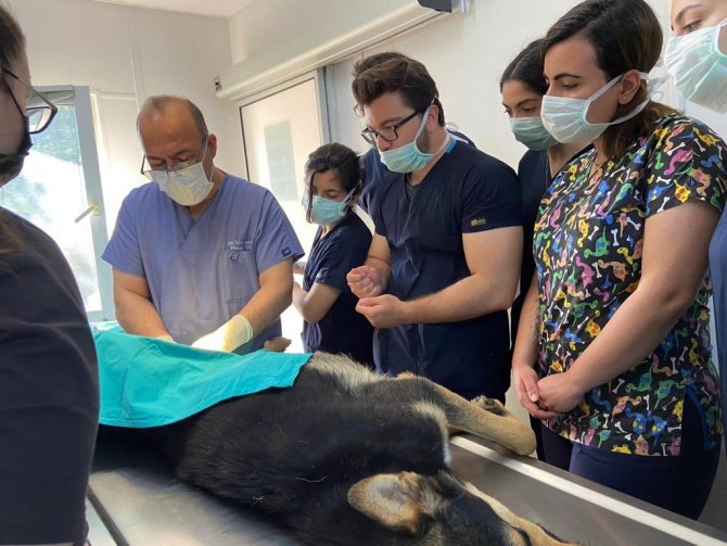 Geleceğin Veteriner Hekimleri Osmangazi’de