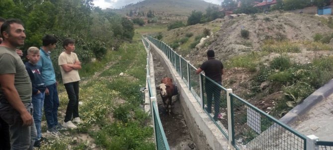 Dere Yatağında Mahsur Kalan İnekler İçin Seferber Oldular