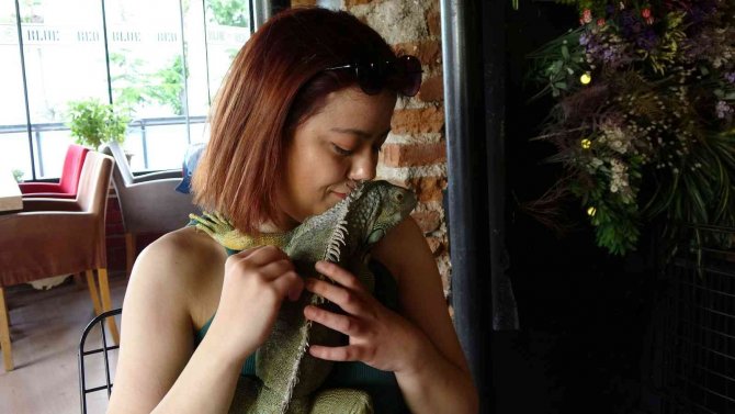 Müşterilerini İguana İle Karşılıyor