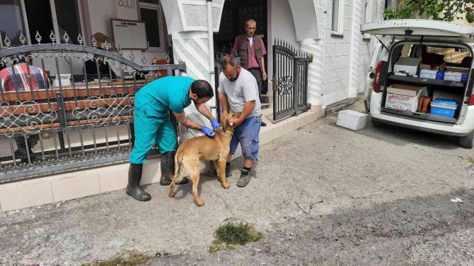 Zonguldak’da Köpekler Artık Mikroçipli