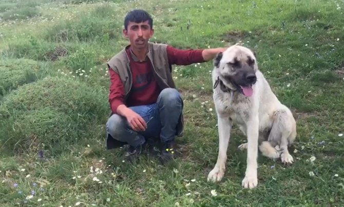Kangal Köpeği Ayıdan Sürüyü Böyle Kurtardı