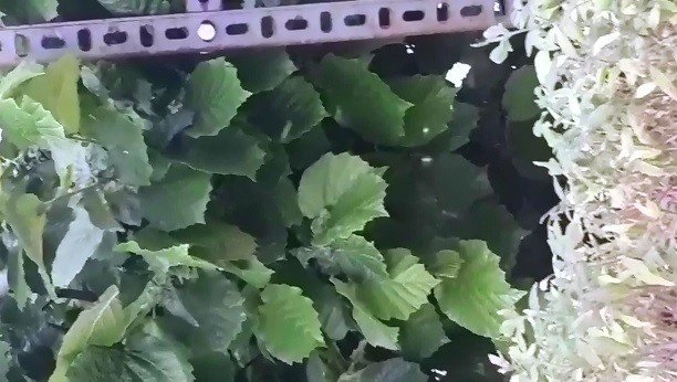 Elazığ’da ’Yaprak Biti’ Bahçe Ve Evleri Sardı, Ekipler Çalışma Başlattı