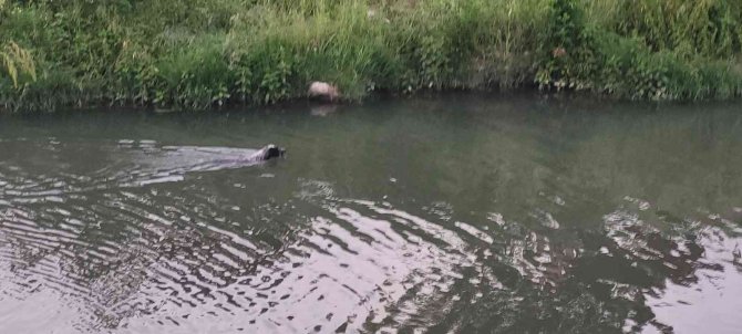 Canı Balık Çeken Köpek Derede Avlanırken Görüntülendi