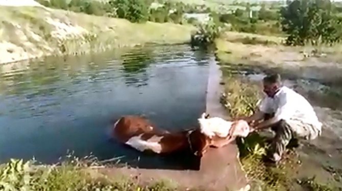 Havuza Düşen İneği Vatandaş Kurtardı