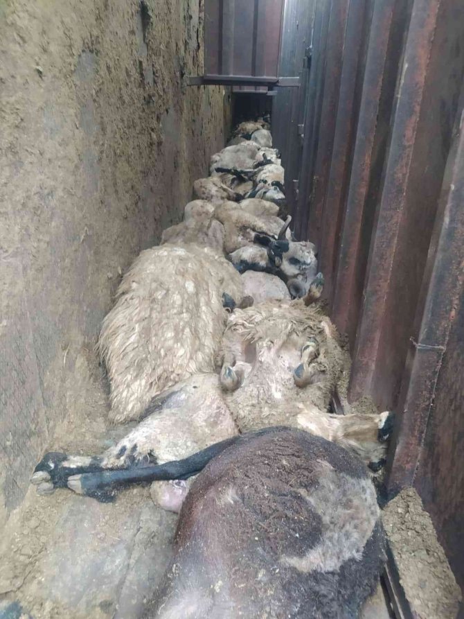 Elazığ’da Hayvan Yüklü Tır Yan Yattı, 170 Hayvan Telef Oldu