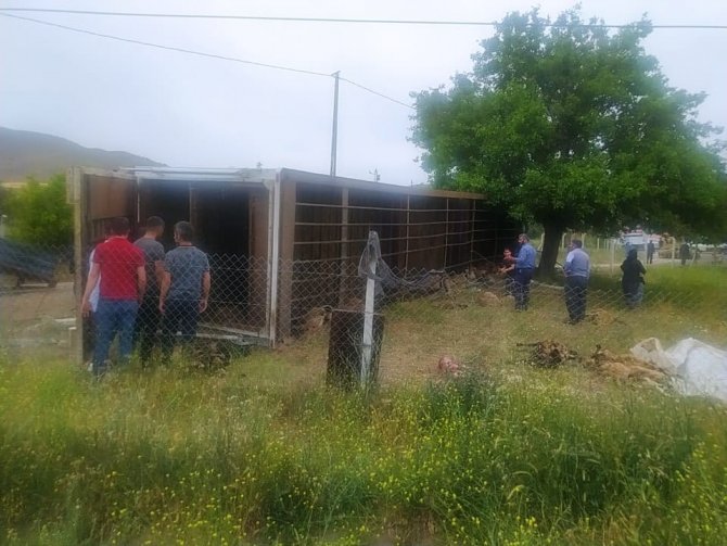 Elazığ’da Hayvan Yüklü Tır Yan Yattı, 170 Hayvan Telef Oldu