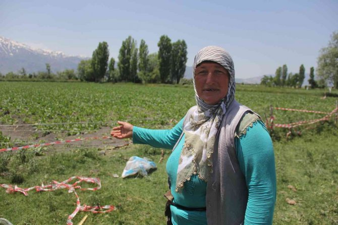 Pancar Tarlalarına Dadanan Domuzlar Çiftçiyi Usandırdı