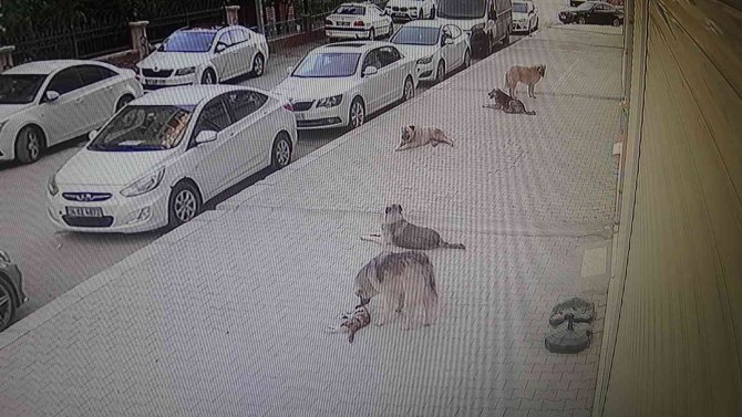 Van’da 5 Köpek Kediyi Parçalayarak Öldürdü