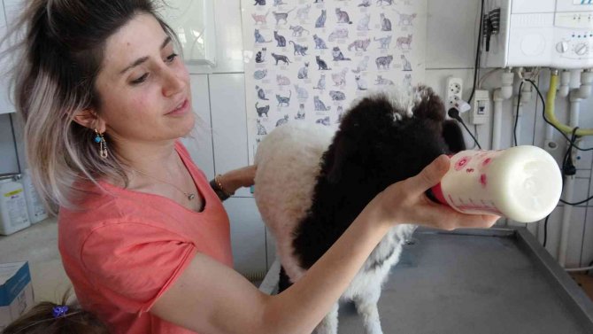 Bebek Gibi Büyüttüğü Kuzusu Peşinden Ayrılmıyor