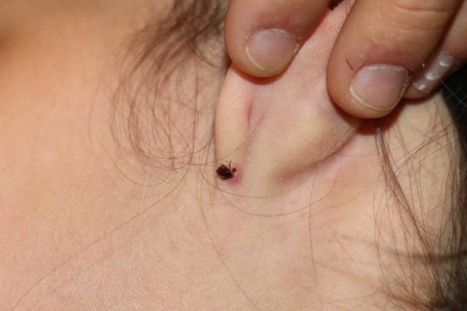 Malatya’da Kene Uyarısı