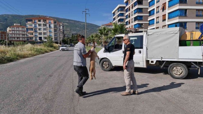 İ̇zmir’de Zehirlenen Kedi Ve Köpekler Telef Oldu