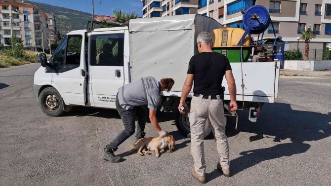 İ̇zmir’de Zehirlenen Kedi Ve Köpekler Telef Oldu